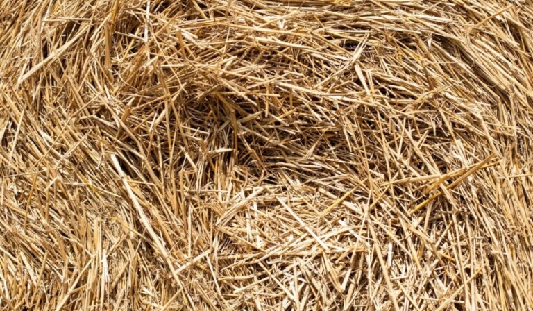 Dream straw - dream meaning straw