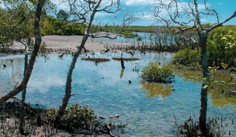 Dream swamp - dream meaning swamp