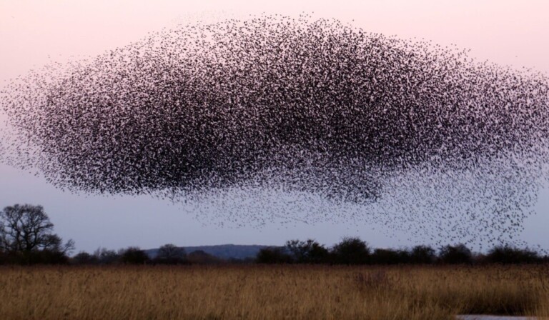 Dream swarm - dream meaning swarm