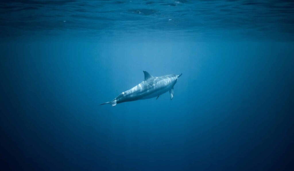 Dream swordfish - dream meaning swordfish
