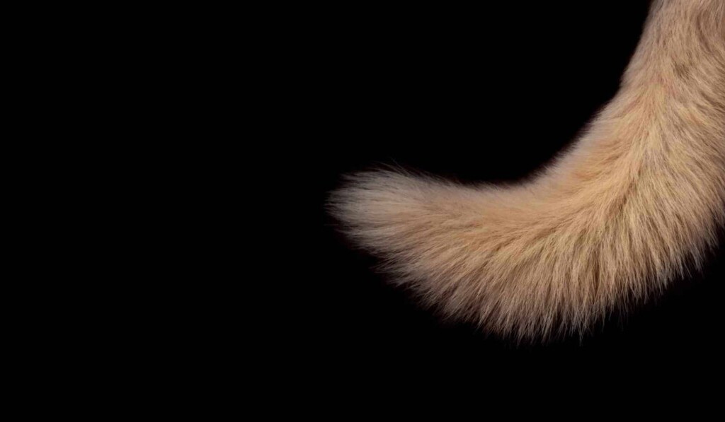 Dream tail - dream meaning tail