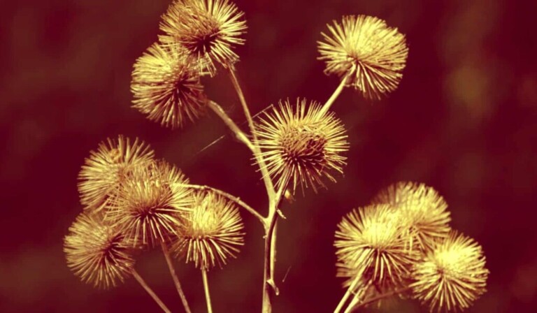 Dream tangles - dream meaning tangles