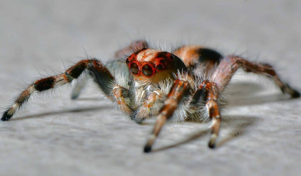 Dream tarantula - dream meaning tarantula