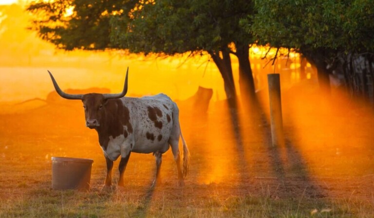 Dream Texas - dream meaning Texas