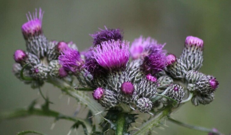 Dream thistle - dream meaning thistle