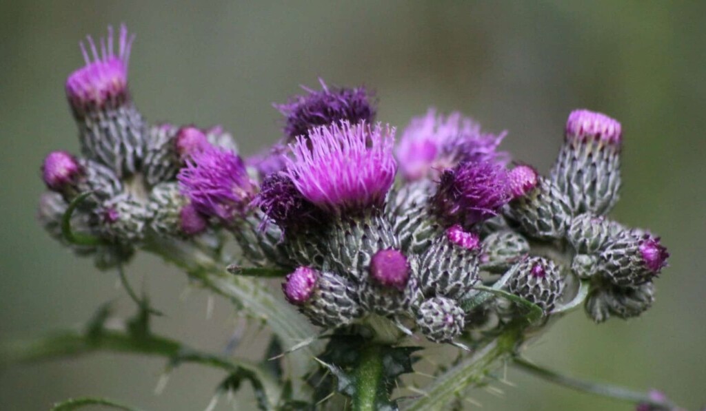 Dream thistle - dream meaning thistle