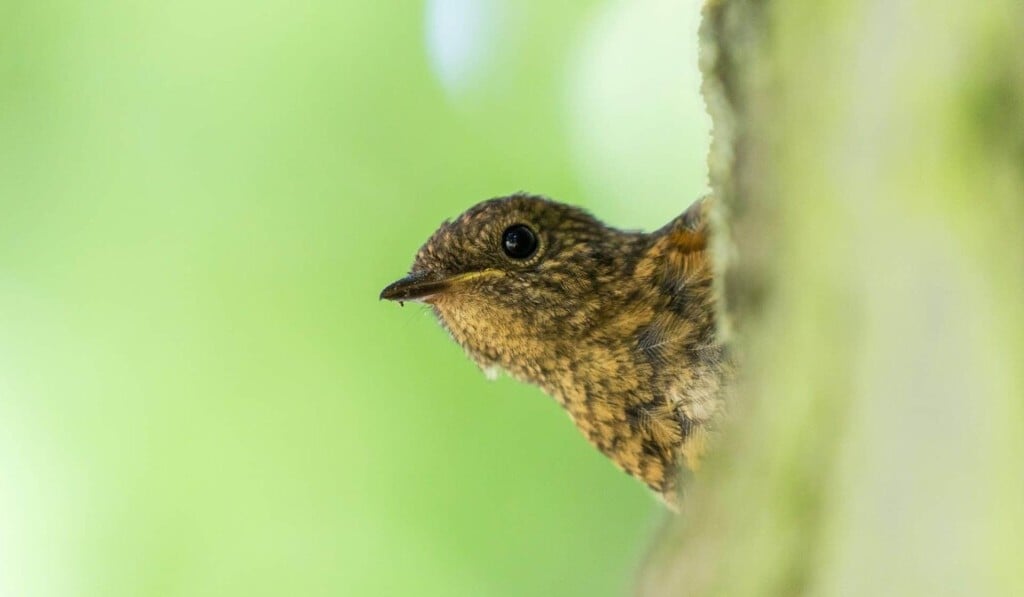 Dream thrush - dream meaning thrush