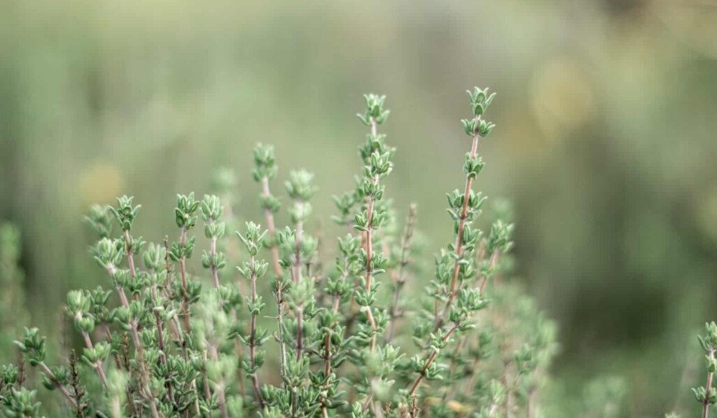 Dream thyme - dream meaning thyme