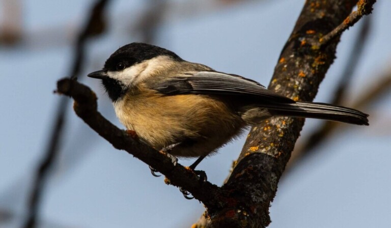 Dream tit - dream meaning tit