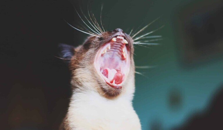 Dream toothache - dream meaning toothache