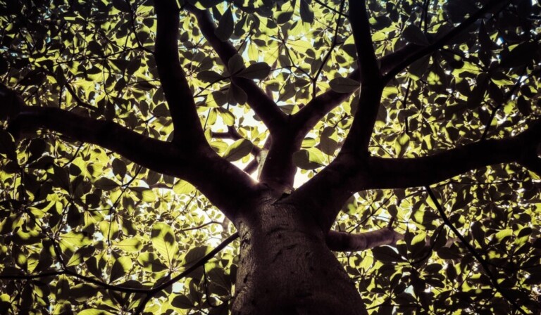 Dream tree - dream meaning tree