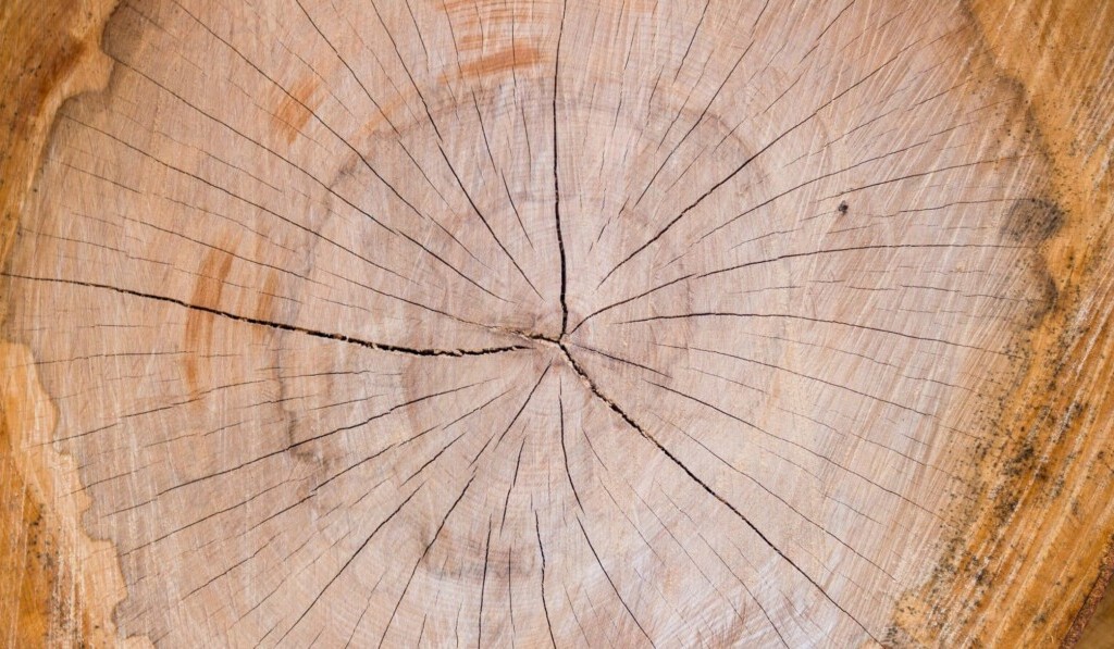 Dream tree trunk or tree stump - dream meaning tree trunk or tree stump