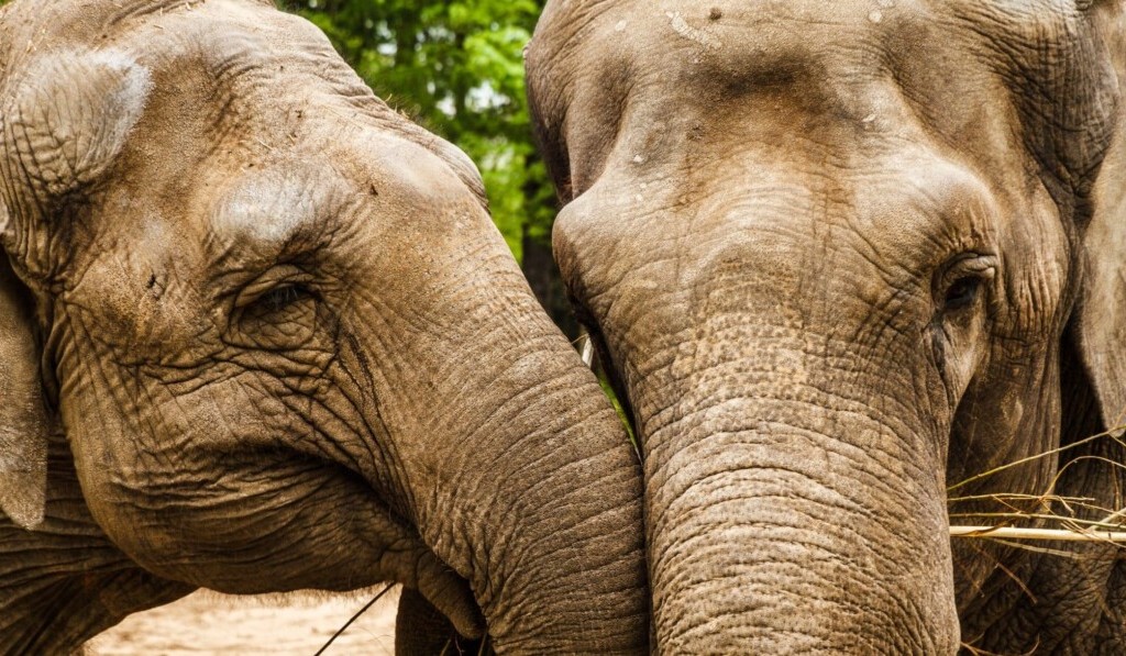 Dream trunk (elephant) - dream meaning trunk (elephant)