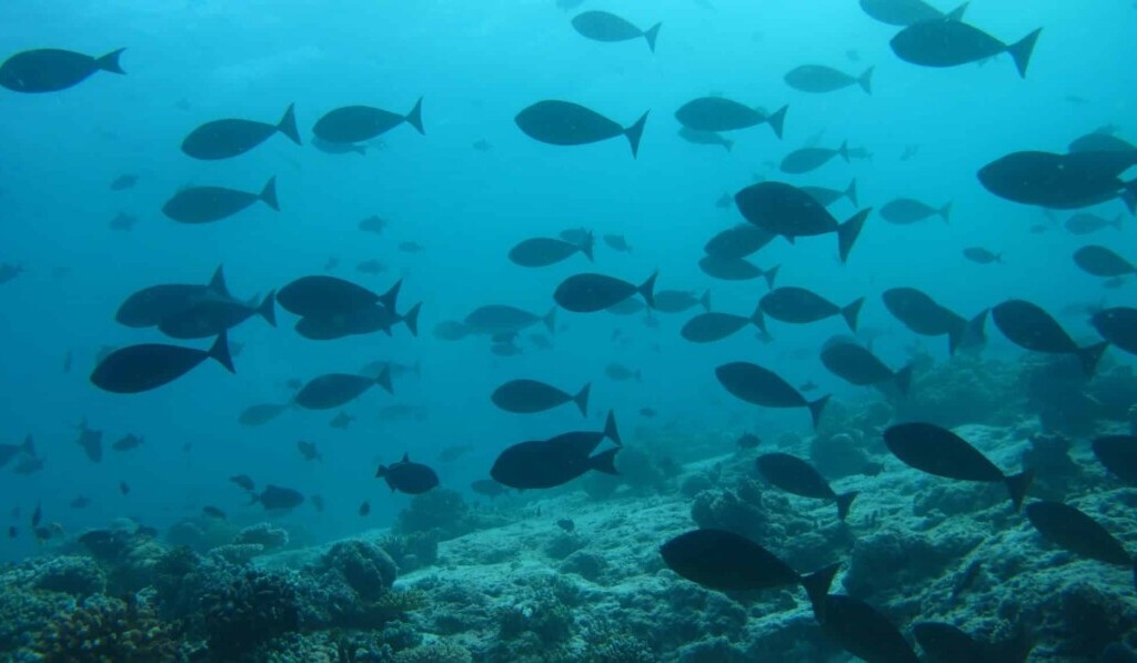 Dream tuna - dream meaning tuna
