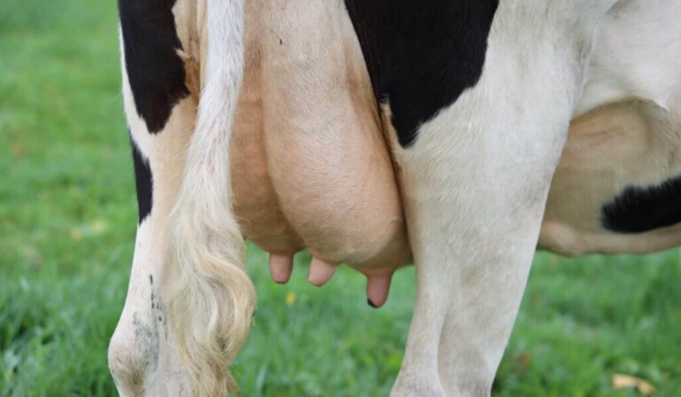Dream udder - dream meaning udder