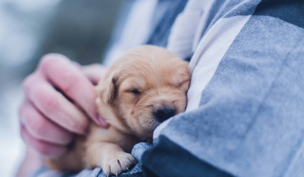 Dream vet - dream meaning vet