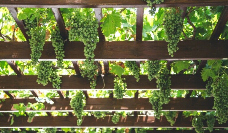 Dream vine - dream meaning vine