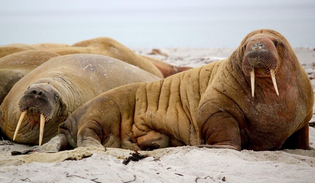 Dream walrus - dream meaning walrus