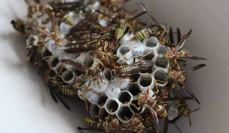 Dream wasp nest - dream meaning wasp nest