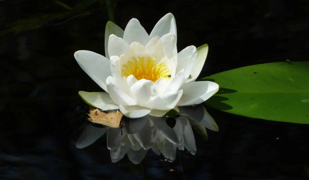 Dream water lily - dream meaning water lily