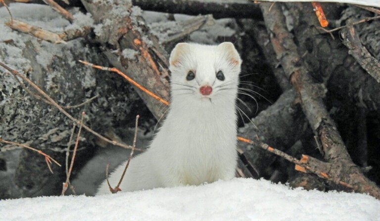 Dream weasel - dream meaning weasel