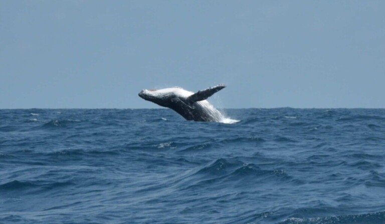 Dream whale - dream meaning whale