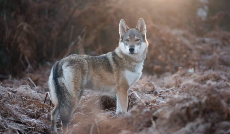 Dream wolf - dream meaning wolf