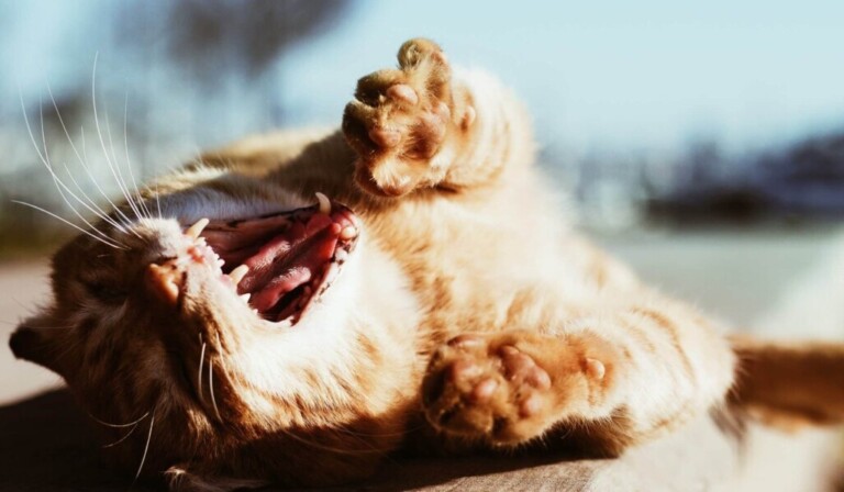 Dream yawn or yawn - dream meaning yawn or yawn