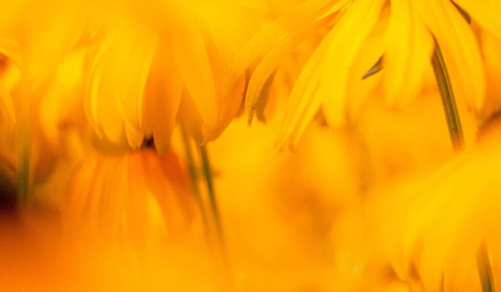 Dream yellow - dream meaning yellow
