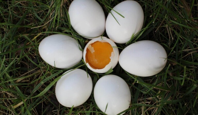 Dream yolk - dream meaning yolk