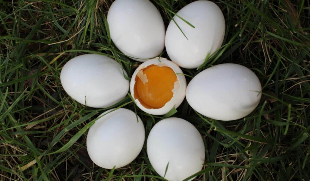 Dream yolk - dream meaning yolk