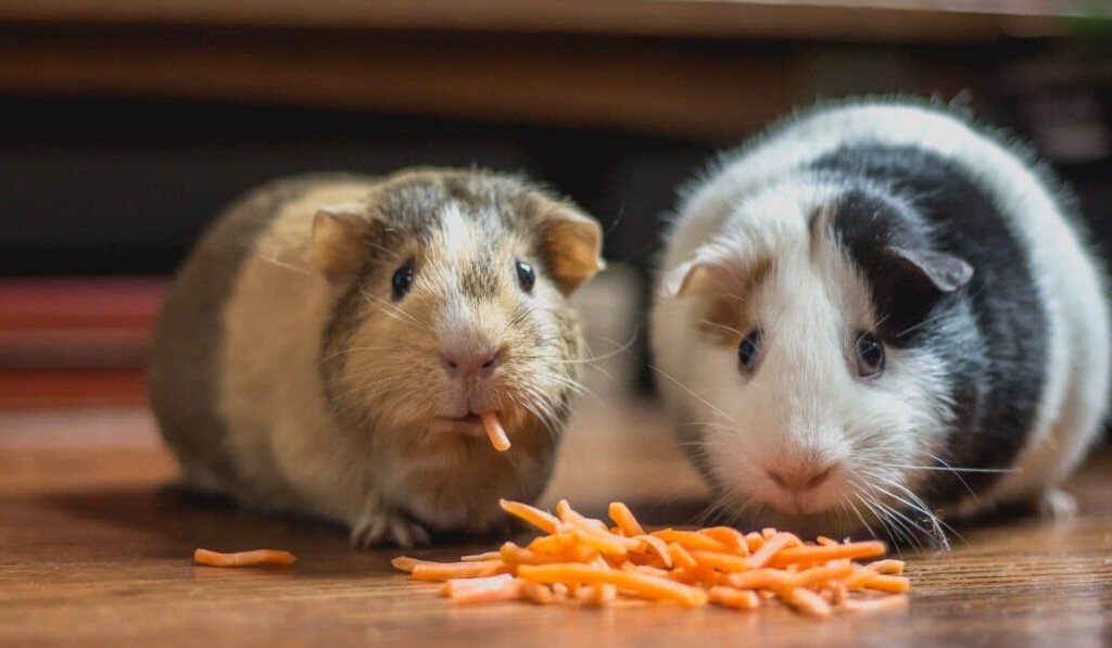 cavia