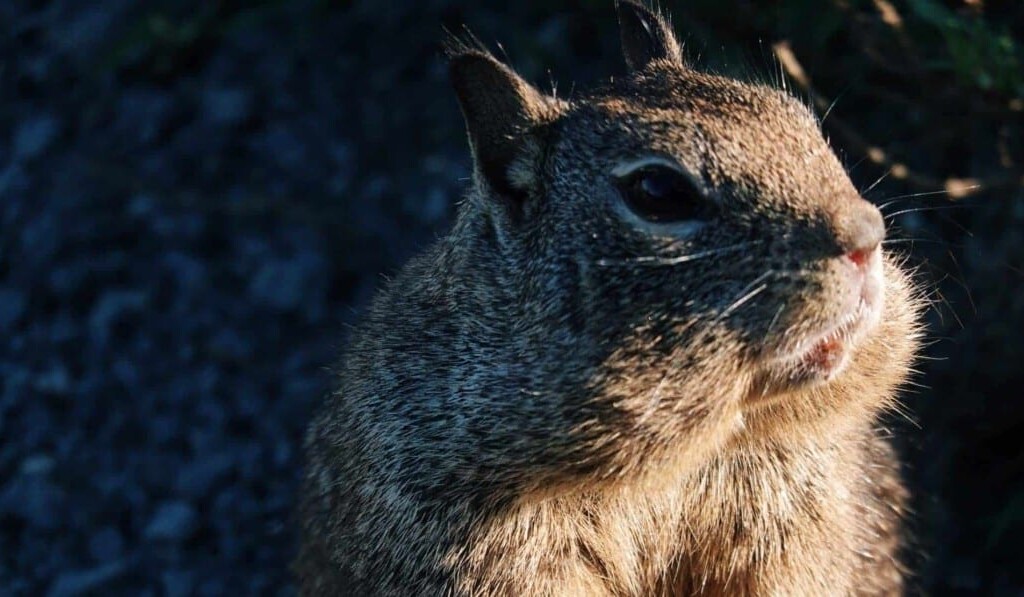 Droom chinchilla • droom betekenis chinchilla • droom uitleg op dromen.site
