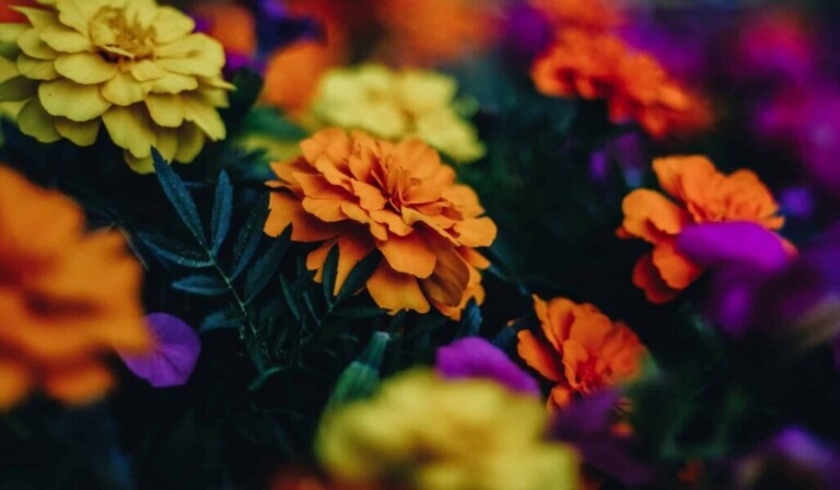 Droom chrysant • droom betekenis chrysant • droom uitleg op dromen.site