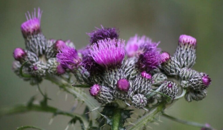 Droom distel • droom betekenis distel • droom uitleg op dromen.site