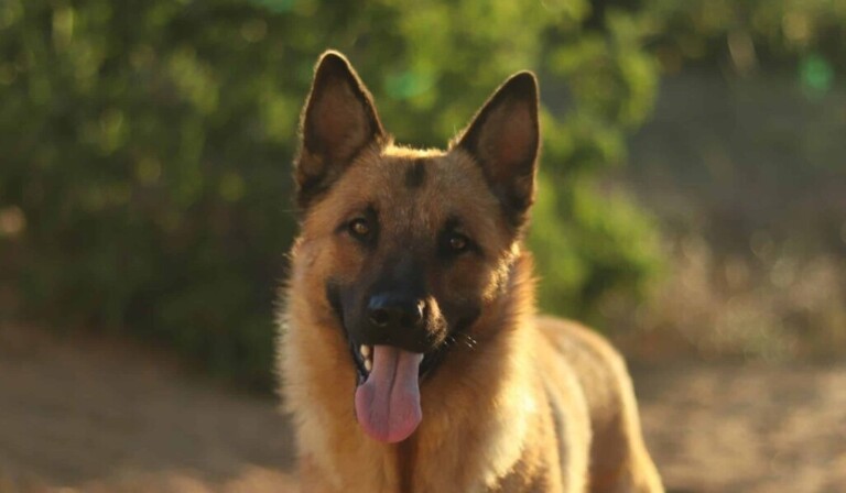Droom Duitse herder • droom betekenis Duitse herder • droom uitleg op dromen.site