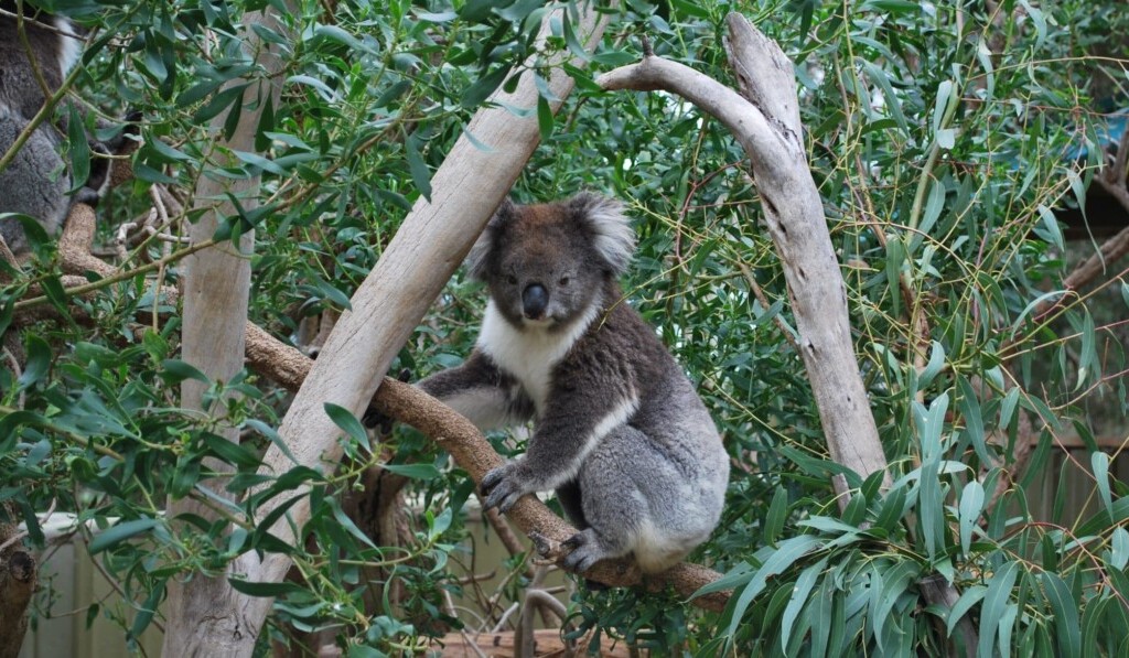 Droom eucalyptus • droom betekenis eucalyptus • droom uitleg op dromen.site