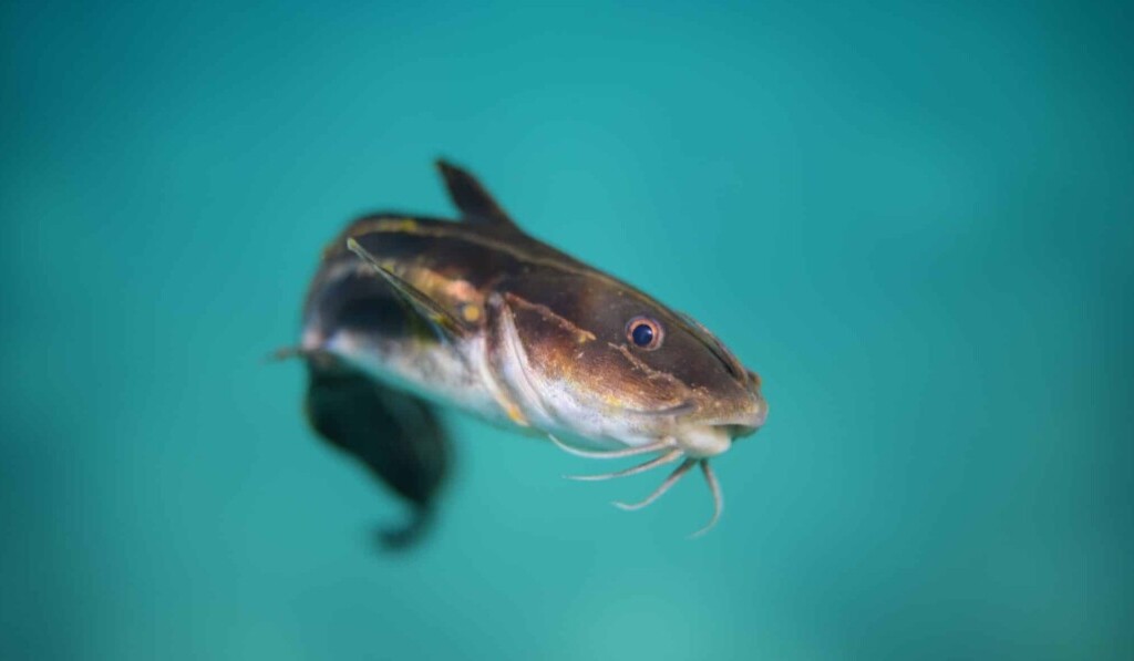 Droom forel • droom betekenis forel • droom uitleg op dromen.site