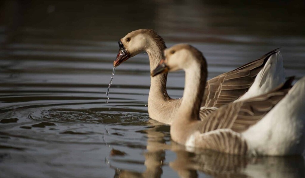 Droom gans • droom betekenis gans • droom uitleg op dromen.site