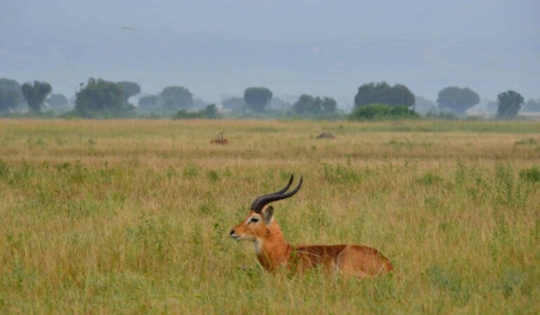 Droom gazelle • droom betekenis gazelle • droom uitleg op dromen.site