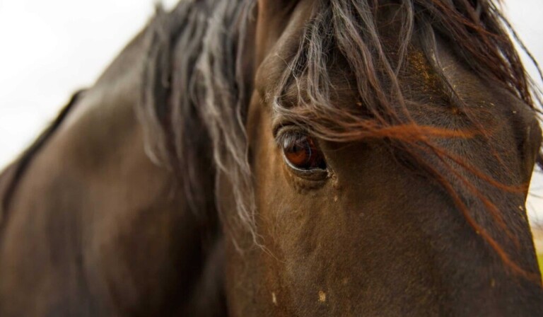 Droom hengst • droom betekenis hengst • droom uitleg op dromen.site