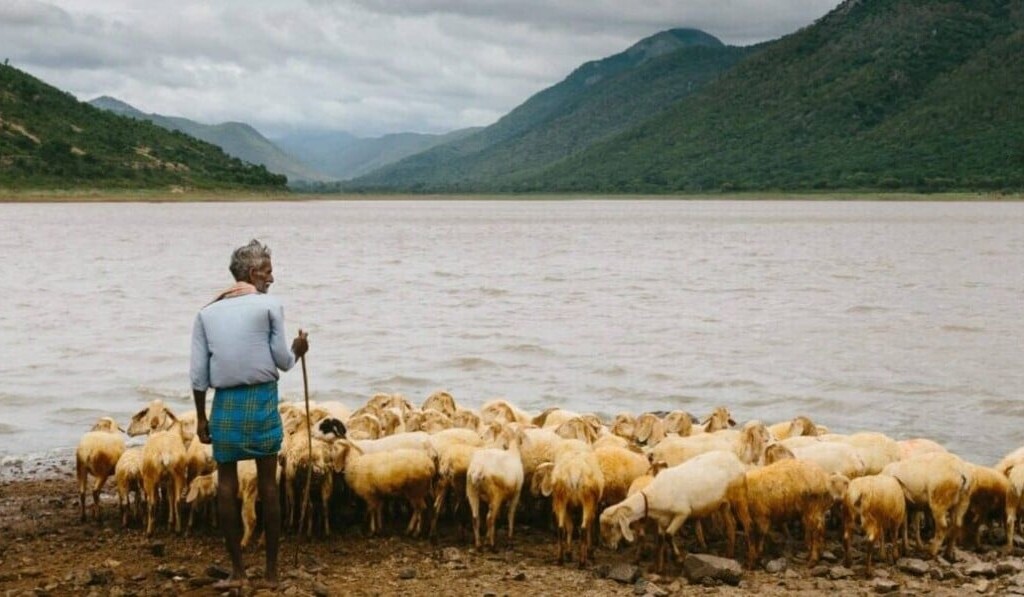 Droom herder • droom betekenis herder • droom uitleg op dromen.site
