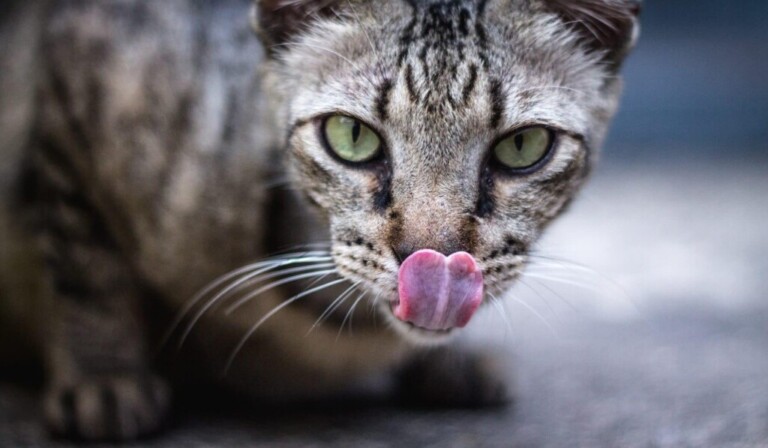 Droom honger • droom betekenis honger • droom uitleg op dromen.site
