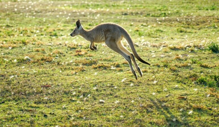 Droom kangaroe • droom betekenis kangaroe • droom uitleg op dromen.site