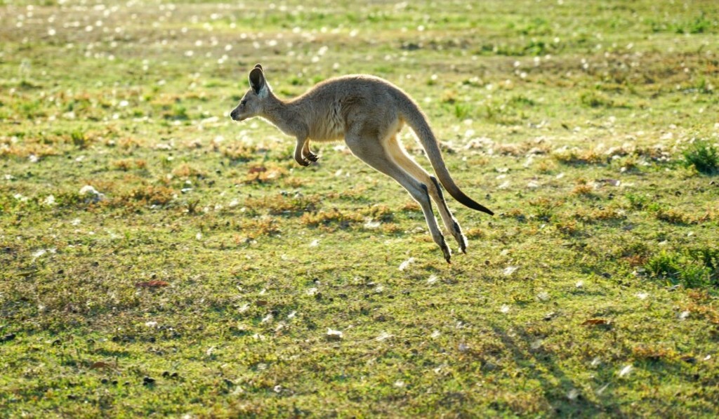 Droom kangaroe • droom betekenis kangaroe • droom uitleg op dromen.site