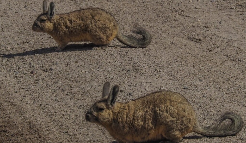Droom knaagdieren • droom betekenis knaagdieren • droom uitleg op dromen.site