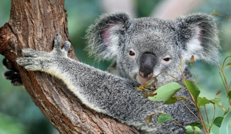 Droom koala • droom betekenis koala • droom uitleg op dromen.site