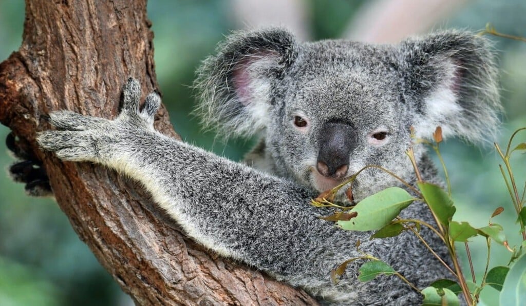 Droom koala • droom betekenis koala • droom uitleg op dromen.site
