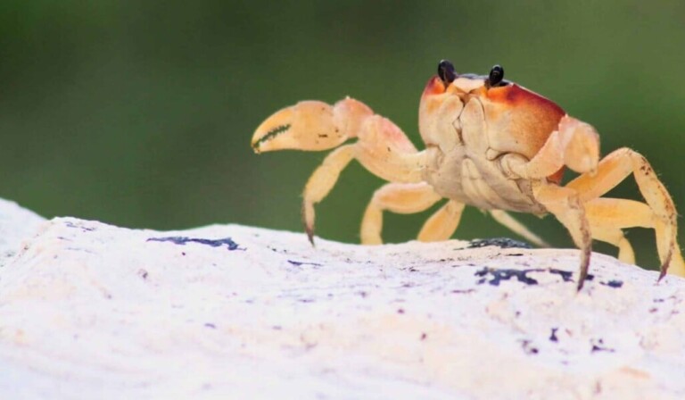 Droom krab • droom betekenis krab • droom uitleg op dromen.site