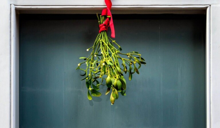 Droom maretak of mistletoe • droom betekenis maretak of mistletoe • droom uitleg op dromen.site
